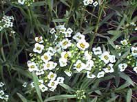 Alyssum, akamas flora Alyssum, akamas, indiginous flora