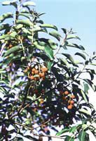 Arbutus andrachne, akamas flora