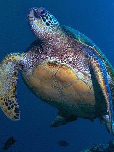 Green Turtle