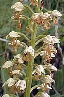 Flora of the Akamas national reserve, orcpunctulata, Orcpunctulata, Akamas Cyprus