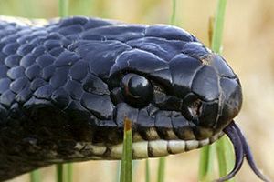 Cyprus whip snake