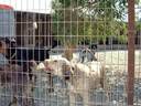 dog shelter paphos