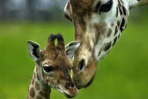 giraffe at Paphos zoo