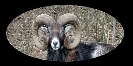Cyprus mouflon zoo