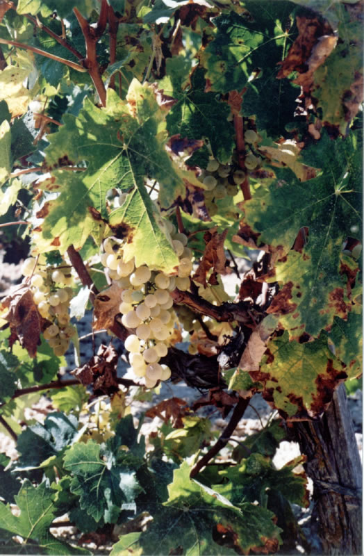 Paphos grapes, at harvest time