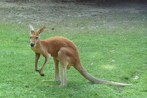 red kangaroo Paphos zoo