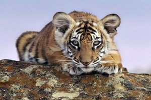 Paphos tiger